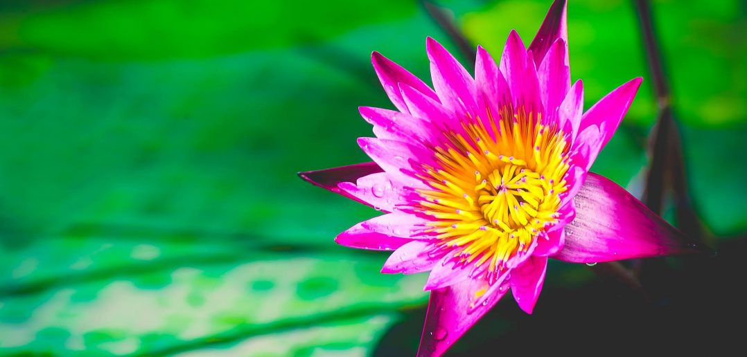 อุทยานบัวเฉลิมพระเกียรติ